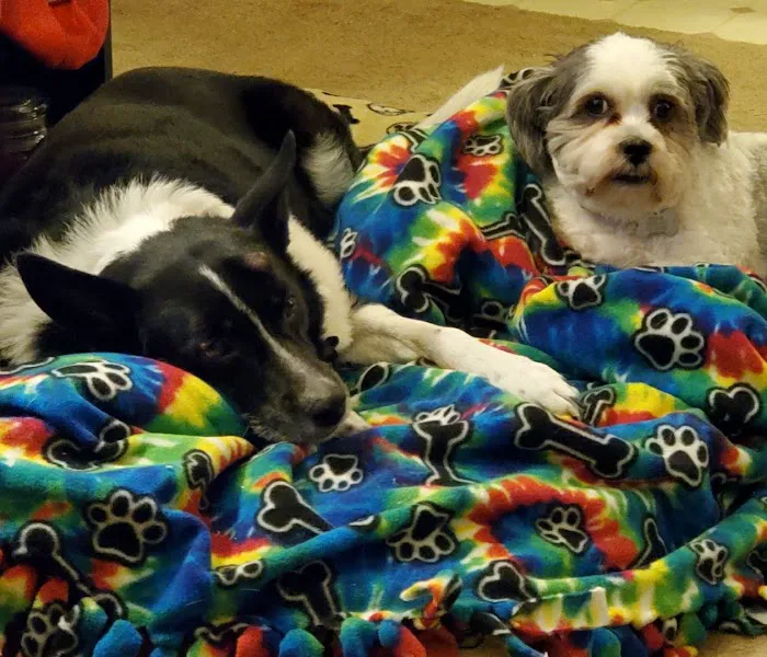 All Pets Veterinary Clinic Picture 6