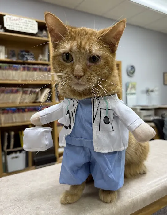 All Pets Veterinary Clinic Picture 5