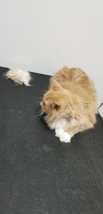 Louisa Veterinary Clinic PC Picture 7