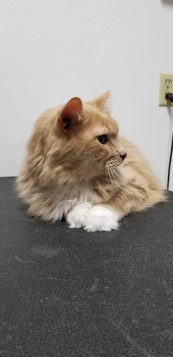 Louisa Veterinary Clinic PC Picture 4