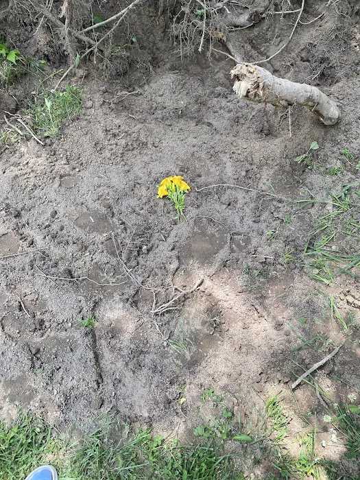 Louisa Veterinary Clinic PC Picture 8