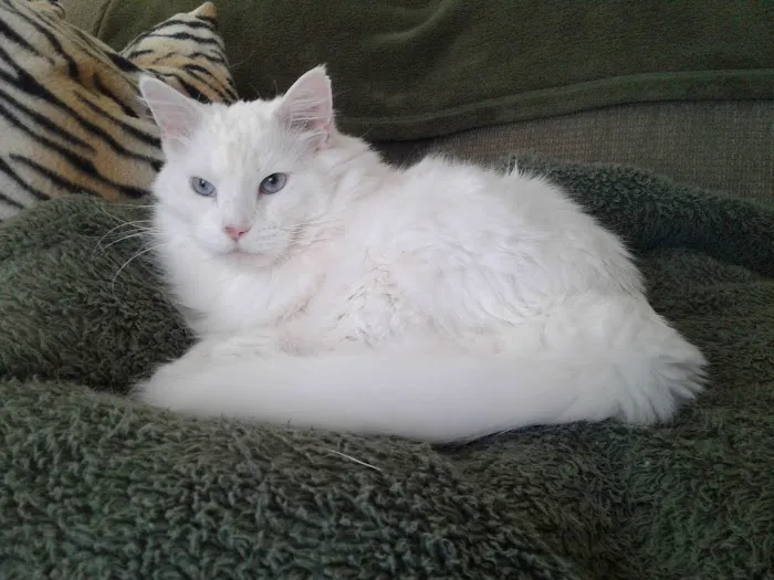 Louisa Veterinary Clinic PC Picture 5