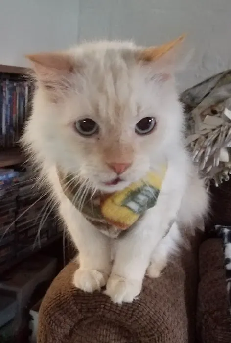 Louisa Veterinary Clinic PC Picture 6