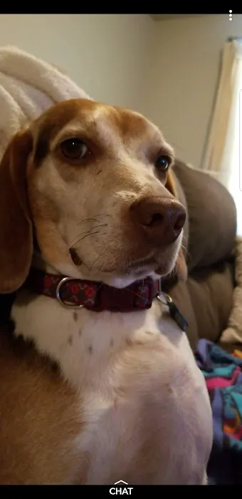 Tender Care Animal Hospital Picture 1