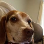 Tender Care Animal Hospital