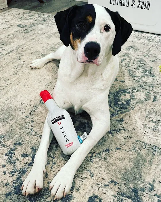 Tender Care Animal Hospital Picture 4