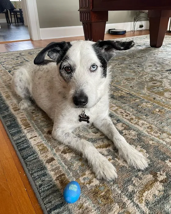 Tender Care Animal Hospital Picture 8