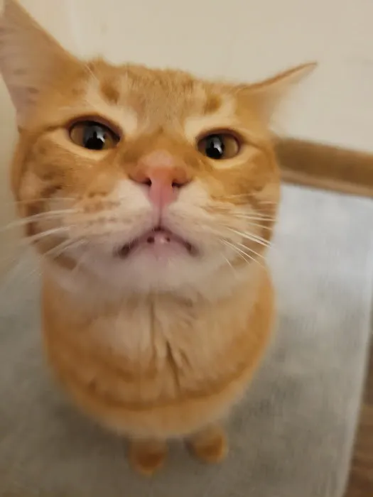 Coralville Animal Hospital Picture 1