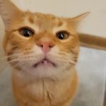 Coralville Animal Hospital