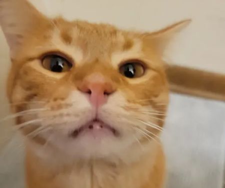 Coralville Animal Hospital