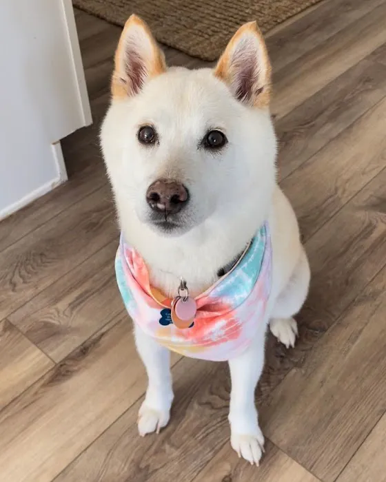 Coralville Animal Hospital Picture 2