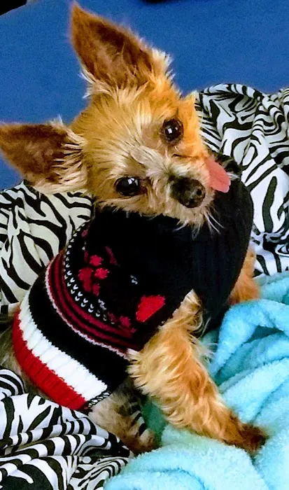 Coralville Animal Hospital Picture 6