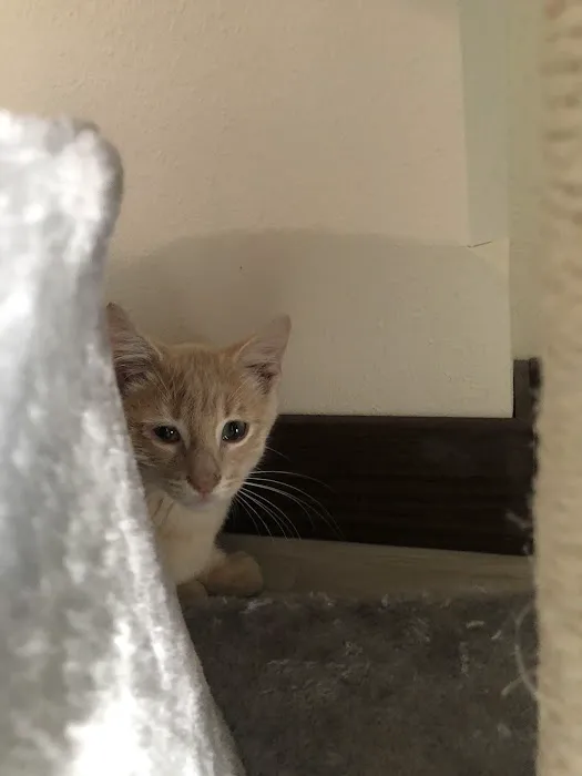 Coralville Animal Hospital Picture 4