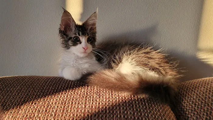 Coralville Animal Hospital Picture 10