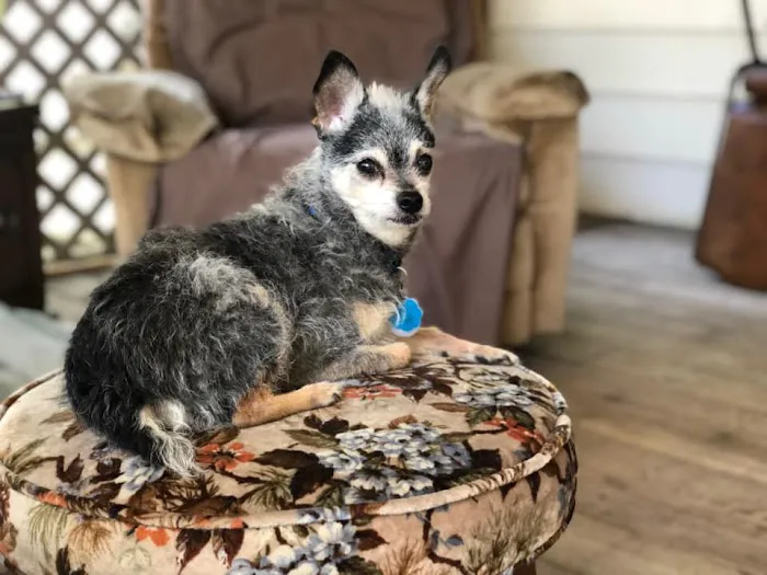 Coralville Animal Hospital Picture 8