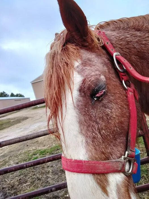 River Basin Equine Veterinary Picture 3