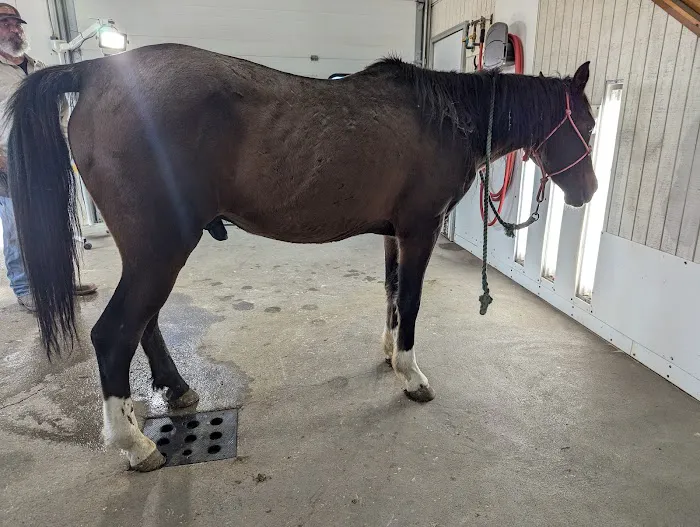 River Basin Equine Veterinary Picture 6