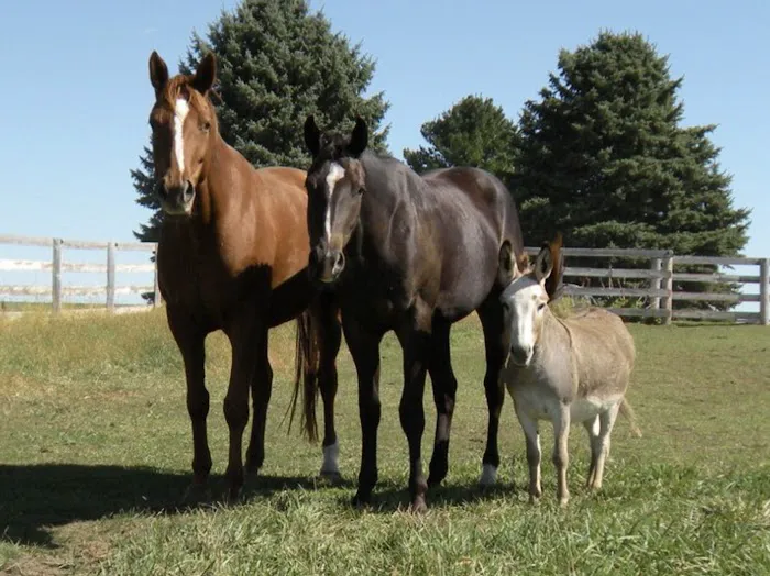 River Basin Equine Veterinary Picture 8