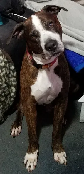 All Pets Veterinary Clinic Picture 3