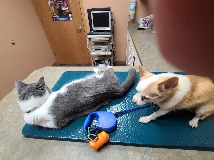 All Pets Veterinary Clinic Picture 1