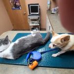 All Pets Veterinary Clinic