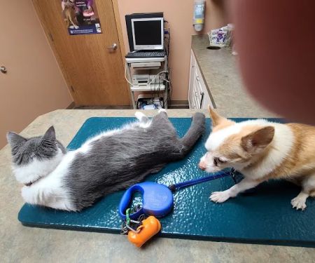 All Pets Veterinary Clinic