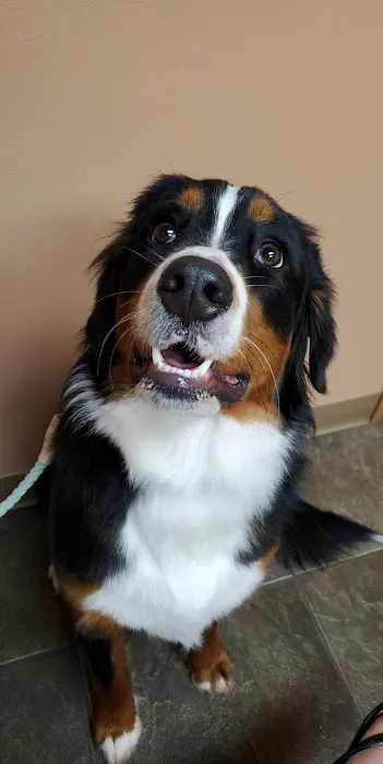 All Pets Veterinary Clinic Picture 4