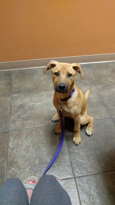 All Pets Veterinary Clinic Picture 9