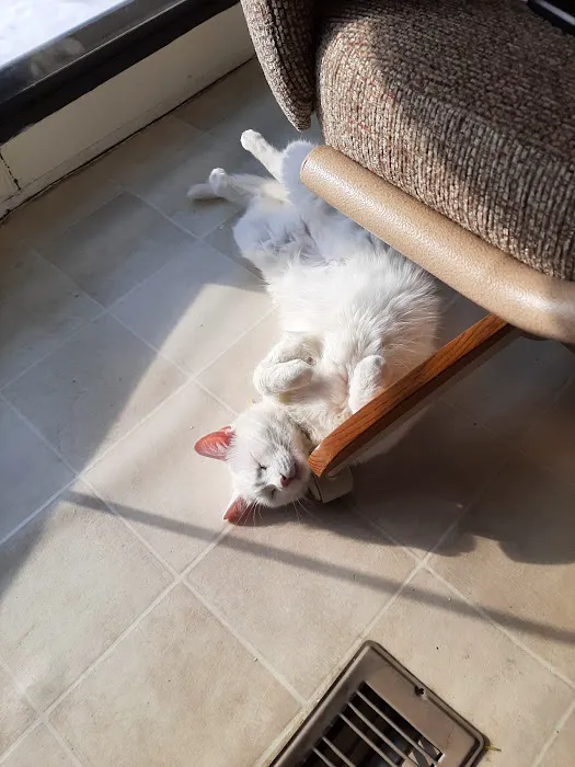 All Pets Veterinary Clinic Picture 10