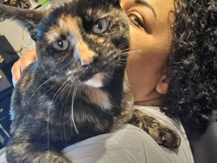 All Pets Veterinary Clinic Picture 7