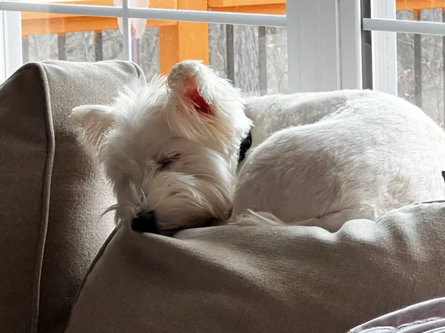 Animal Kingdom Veterinary Care Center, L.C. Picture 1