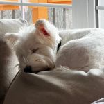 Animal Kingdom Veterinary Care Center, L.C.