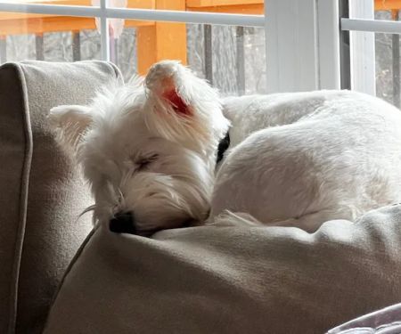 Animal Kingdom Veterinary Care Center, L.C.