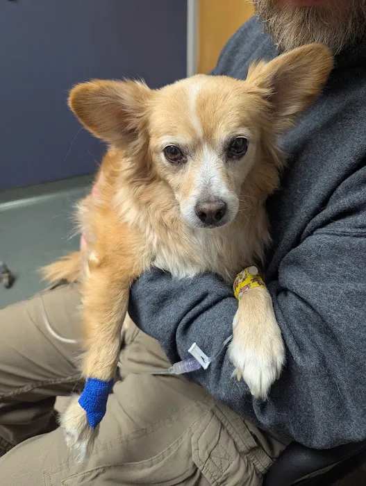 Animal Kingdom Veterinary Care Center, L.C. Picture 4