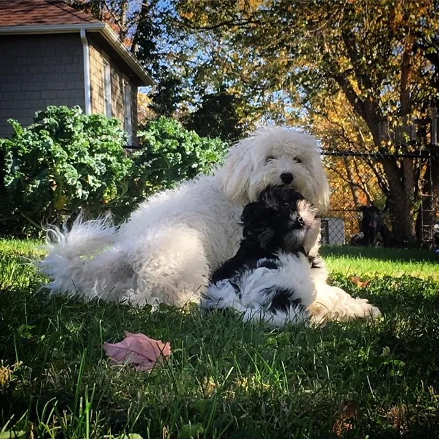 Animal Kingdom Veterinary Care Center, L.C. Picture 3