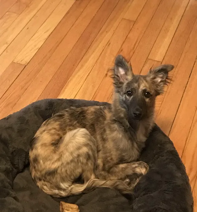 Animal Kingdom Veterinary Care Center, L.C. Picture 2