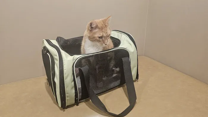 Animal Kingdom Veterinary Care Center, L.C. Picture 5