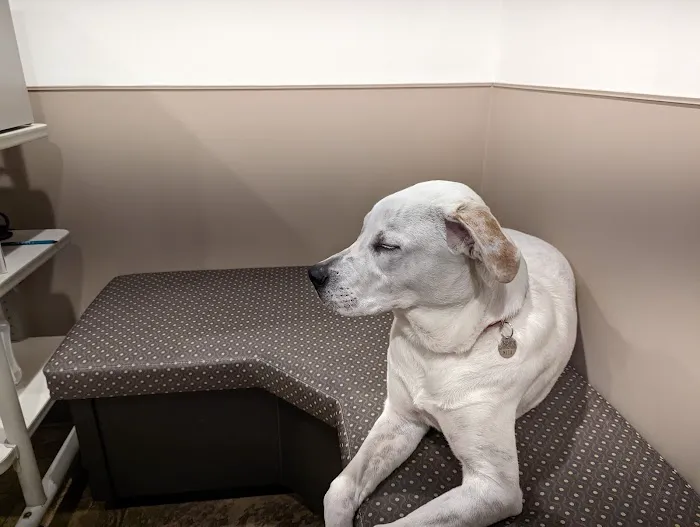 Animal Kingdom Veterinary Care Center, L.C. Picture 6