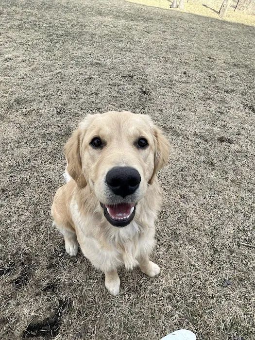 Animal Kingdom Veterinary Care Center, L.C. Picture 7