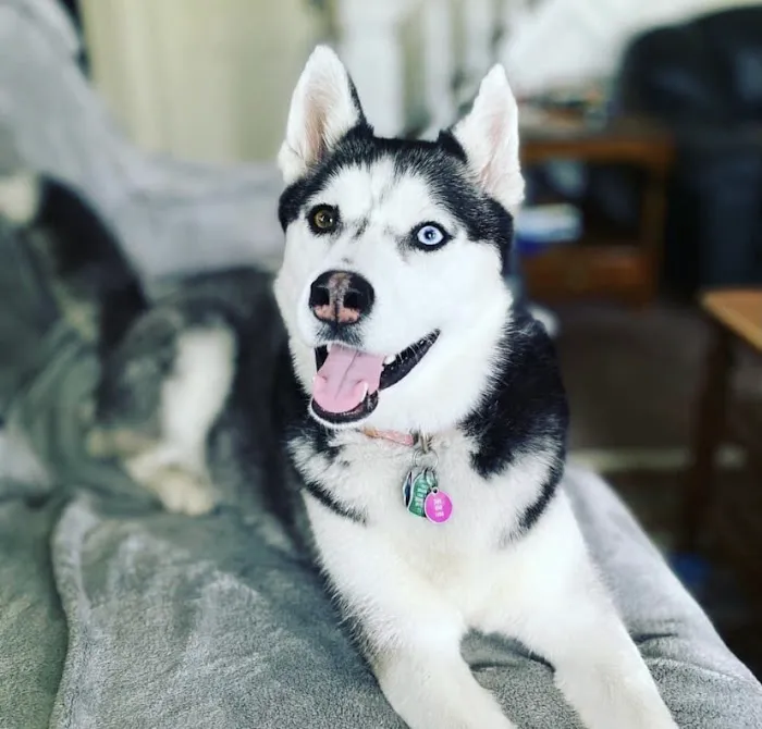 Animal Kingdom Veterinary Care Center, L.C. Picture 9