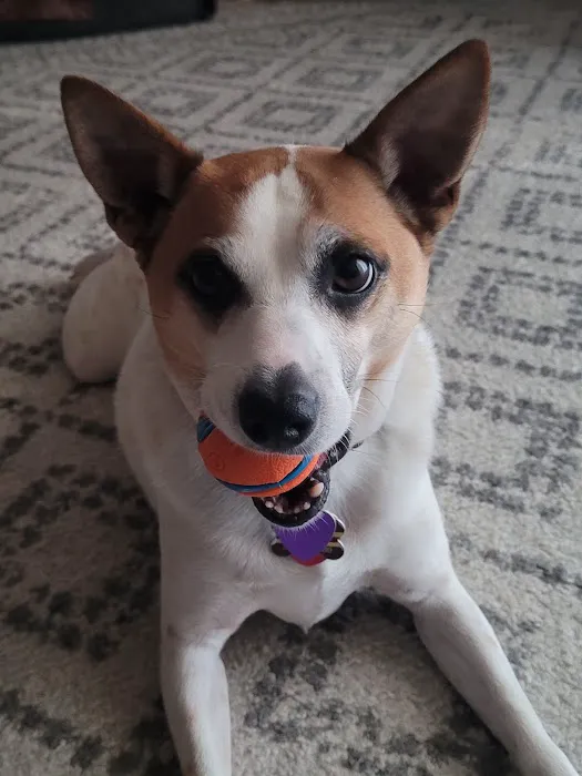 Animal Kingdom Veterinary Care Center, L.C. Picture 10