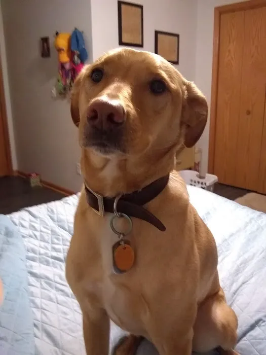 North Liberty Pet Clinic Picture 4