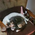 North Liberty Pet Clinic