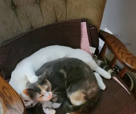 North Liberty Pet Clinic