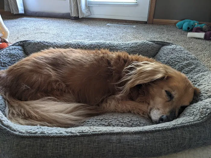 North Liberty Pet Clinic Picture 2