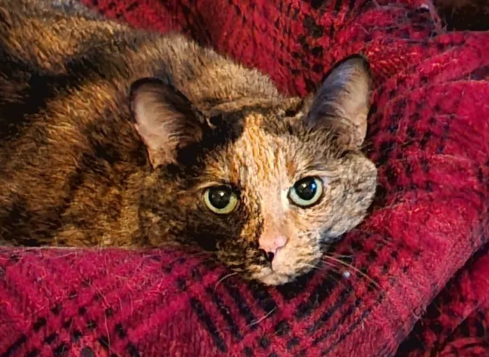 North Liberty Pet Clinic Picture 7