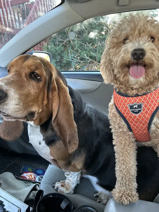 Vetco Vaccination Clinic Picture 2