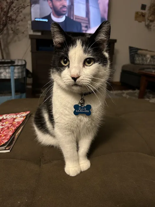 Vetco Vaccination Clinic Picture 1