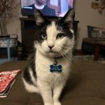 Vetco Vaccination Clinic