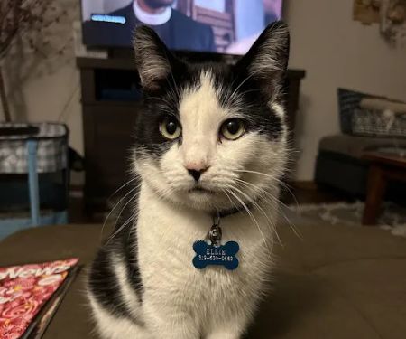 Vetco Vaccination Clinic